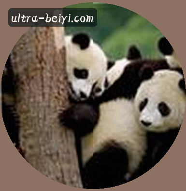黄丽